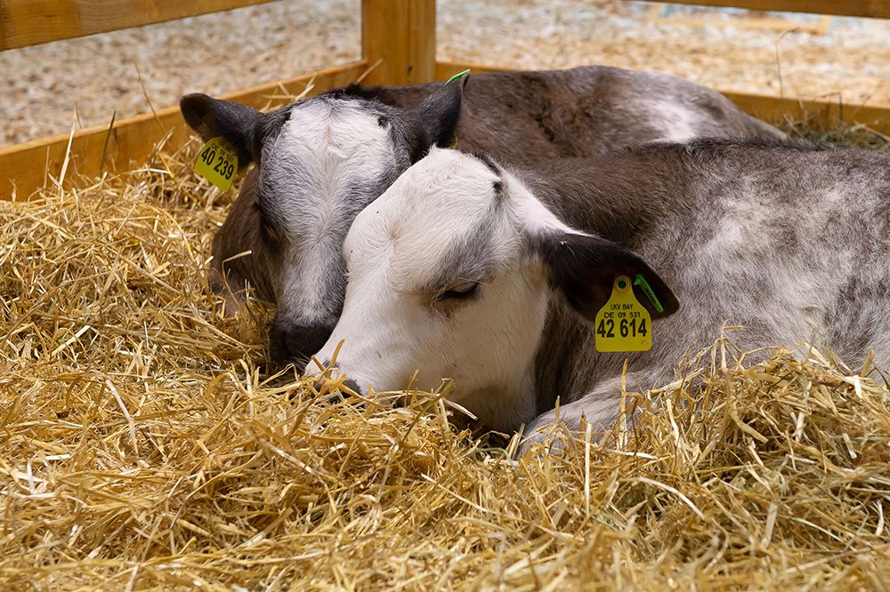 Eventos Cámara de Comercio Alemana para España